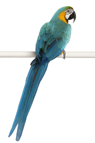Задній вид синьо-жовтий ара, Ara Ararauna, Підносячись і ляскання крил перед білим тлом — стокове фото