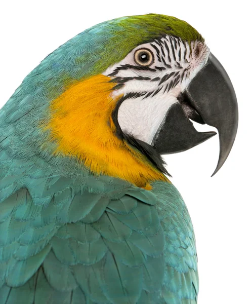 蓝色和黄色的鹦鹉，ara ararauna，在白色背景前的特写 — 图库照片