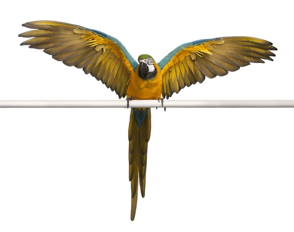Mavi ve sarı macaw ara ararauna tünemiş ve beyaz arka plan önünde kanat çırparak, — Stok fotoğraf
