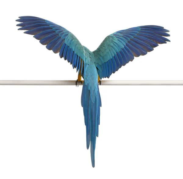 Bakifrån av blå och gul Ara, ara ararauna, uppflugen och flaxande vingar framför vit bakgrund — Stockfoto