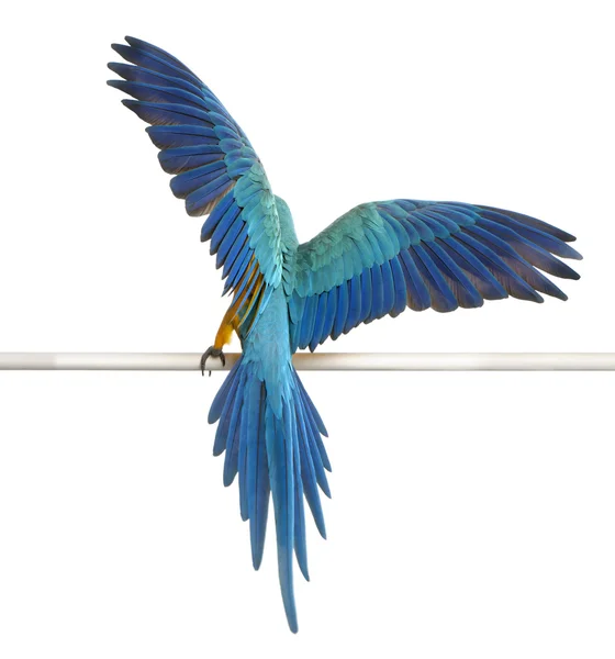Rear view of Blue and Yellow Macaw, Ara Ararauna, perched and flapping wings in front of white background — Stock Photo, Image