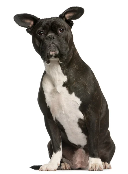 Gemengd ras hond, 3 jaar oud, zitten in de voorkant van witte achtergrond — Stockfoto