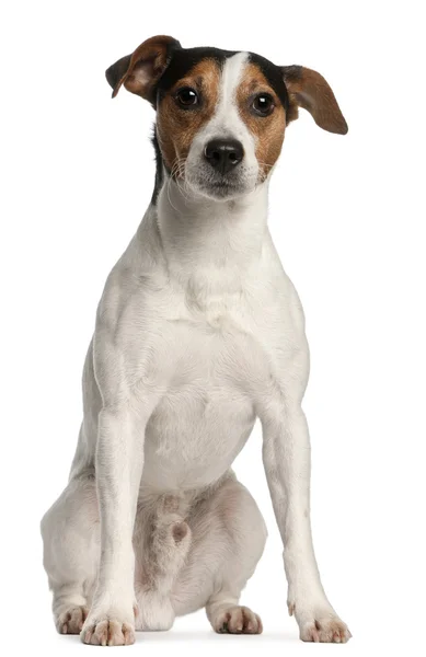 Jack Russell Terrier, 4 years old, sitting in front of white background — Stock Photo, Image