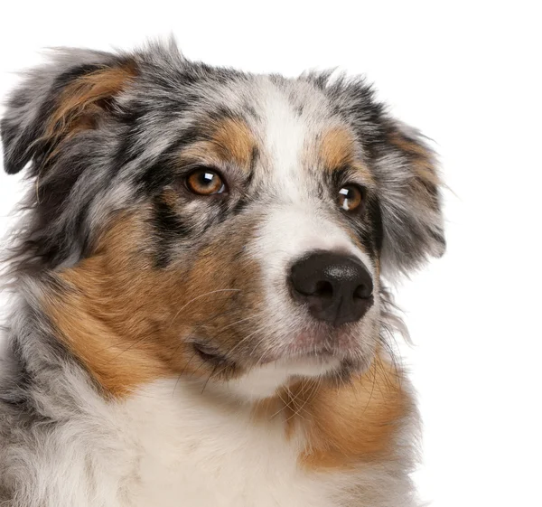 Close-up of Australian Shepherd dog, 6 months old, in front of white background — Stock Photo, Image