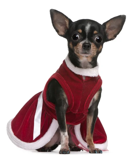 Chihuahua, 4 meses, vestido em vestido de Papai Noel, sentado em frente ao fundo branco — Fotografia de Stock