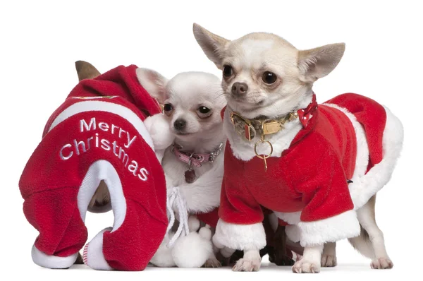 Chihuahuas ντυμένος με santa ρούχα για τα Χριστούγεννα, μπροστά από το λευκό φόντο — Φωτογραφία Αρχείου