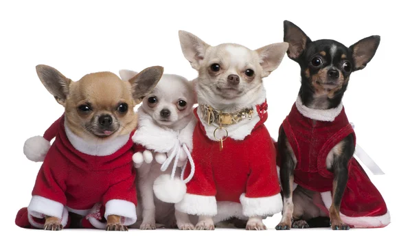 Chihuahuas ντυμένος με santa ρούχα για τα Χριστούγεννα, μπροστά από το λευκό φόντο — Φωτογραφία Αρχείου