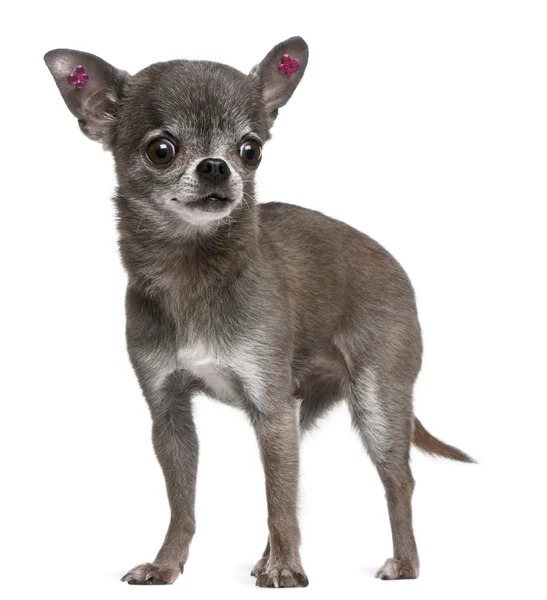 Chihuahua avec des boucles d'oreilles roses, 7 ans, debout devant fond blanc — Photo