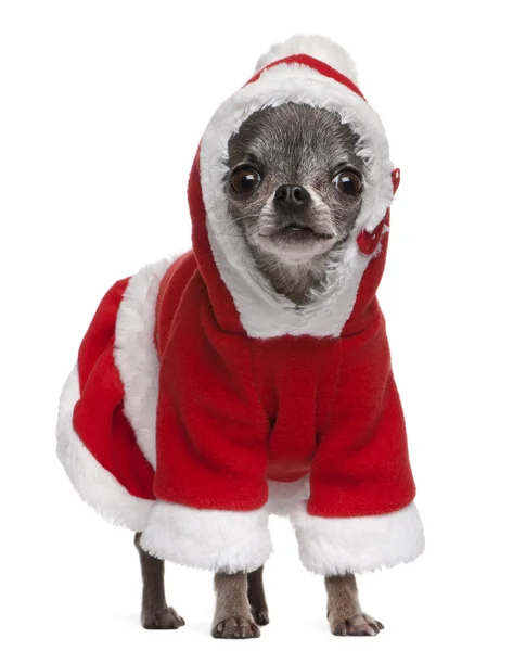 Chihuahua im Weihnachtsmann-Outfit, 7 Jahre alt, steht vor weißem Hintergrund — Stockfoto
