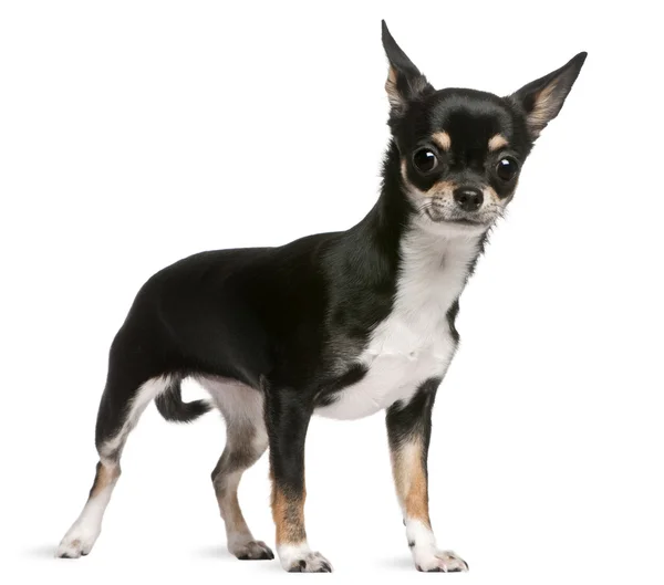 Chihuahua, 7 yıl yaşlı, beyaz arka plan duran — Stok fotoğraf