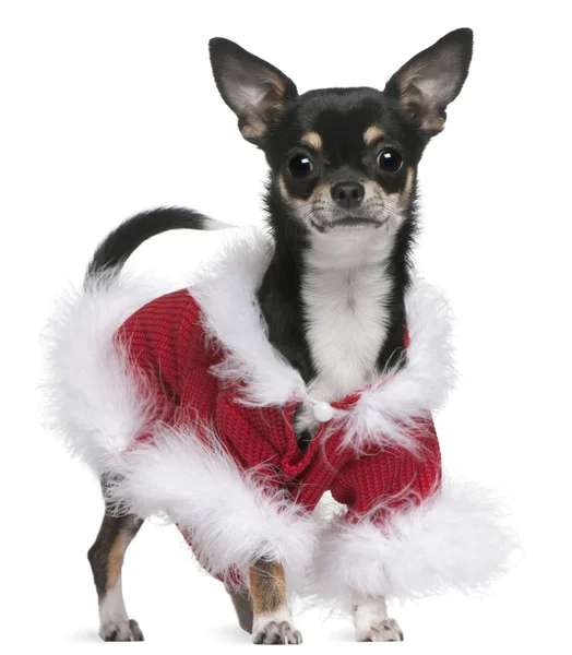 Chihuahua in costume da Babbo Natale, 7 mesi, in piedi davanti allo sfondo bianco — Foto Stock