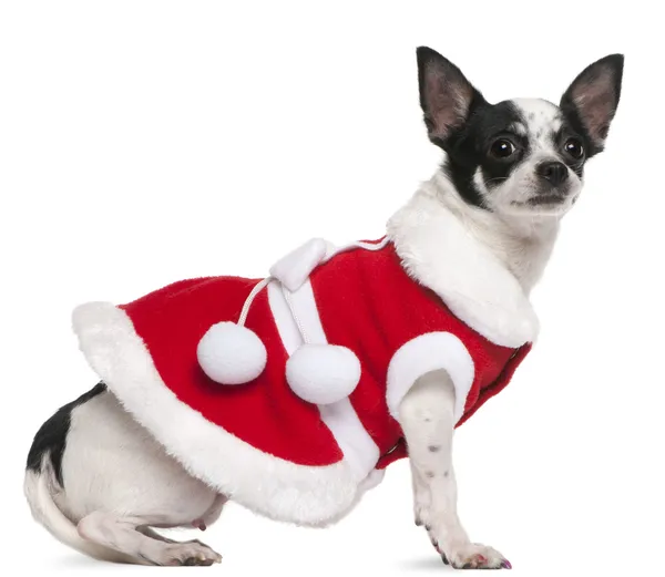 Chihuahua, 2 jahre alt, im weihnachtsmann-kostüm vor weißem hintergrund sitzend — Stockfoto