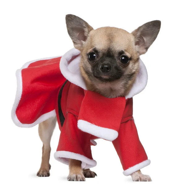 Chihuahua, 11 meses, em roupa de Papai Noel, de pé em frente ao fundo branco — Fotografia de Stock