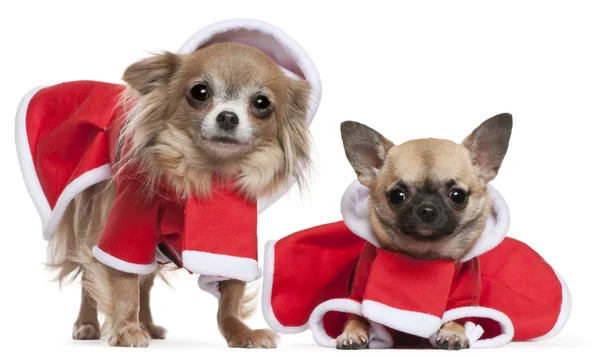 Chihuahuas одетые в костюмы Санта-Клауса на Рождество на белом фоне — стоковое фото