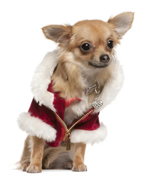 Chihuahua, 9 monate alt, im weihnachtsmantel, sitzend vor weißem hintergrund — Stockfoto