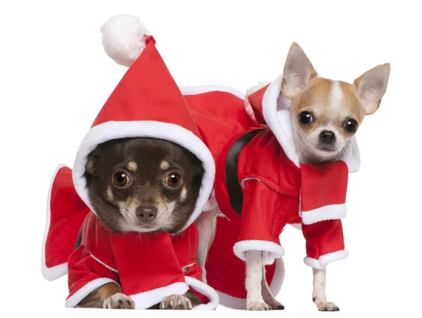 Chihuahuas gekleed in santa outfits voor Kerstmis voor witte achtergrond — Stockfoto