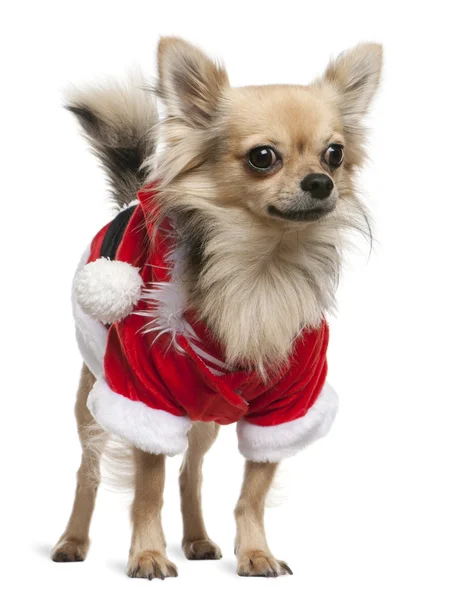 Chihuahua vestida con traje de Santa Claus, 2 años, de pie frente al fondo blanco —  Fotos de Stock