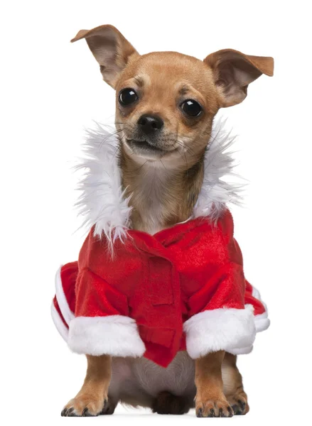 Chihuahua cachorro vestido con traje de Santa Claus, 6 meses de edad, sentado delante de fondo blanco —  Fotos de Stock