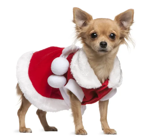 Chihuahua vestida con vestido de Santa, 18 meses de edad, de pie frente al fondo blanco —  Fotos de Stock