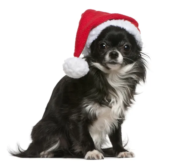 Noel Baba şapkası Chihuahua, 18 ay yaşlı, önünde oturan arka plan beyaz. — Stok fotoğraf