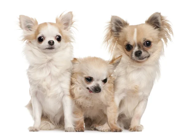 Trzy Chihuahua siedzi z przodu białe tło — Zdjęcie stockowe