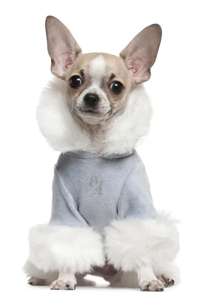 Chihuahua cachorro vestido con traje de invierno, 4 meses de edad, sentado delante de fondo blanco —  Fotos de Stock