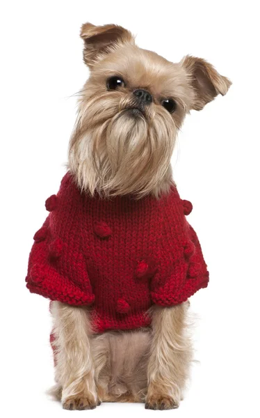 Griffon Bruxellois in red sweater, 3 and a half years old, sitting in front of white background — Stock Photo, Image