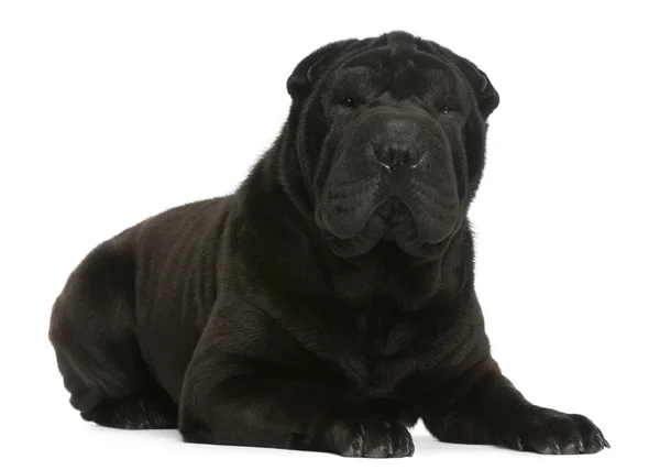 Shar Pei, 1 year old, lying in front of white background — Stock Photo, Image