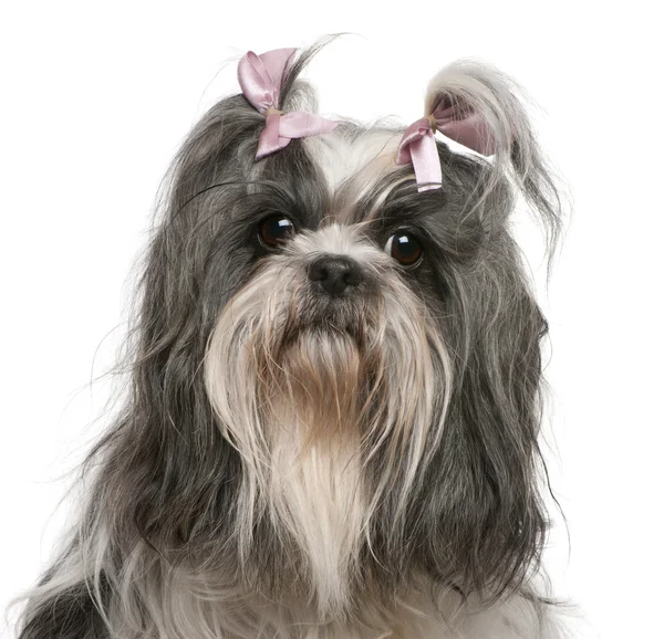 Shih tzu mit rosa Schleifen im Haar, 4 Jahre alt, vor weißem Hintergrund — Stockfoto