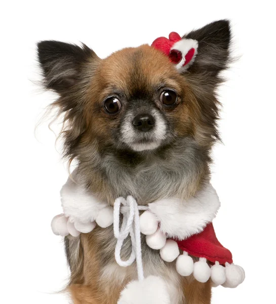 Chihuahua vestida con traje de Santa Claus, 2 años, delante de fondo blanco — Foto de Stock