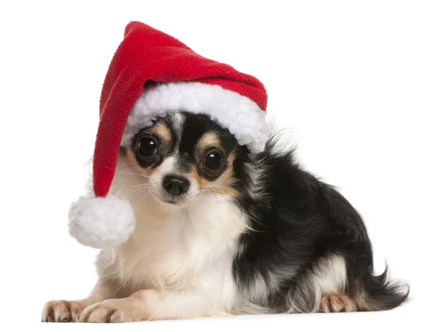 Chihuahua con sombrero de Santa Claus, de 18 meses de edad, acostado frente al fondo blanco — Foto de Stock