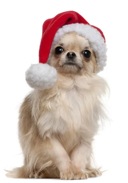 Chihuahua indossa il cappello di Babbo Natale, 18 mesi, seduto davanti allo sfondo bianco — Foto Stock
