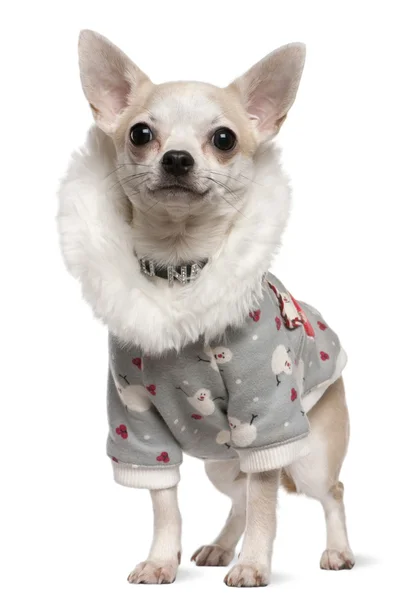 Chihuahua im Winteroutfit, 4 Jahre alt, steht vor weißem Hintergrund — Stockfoto
