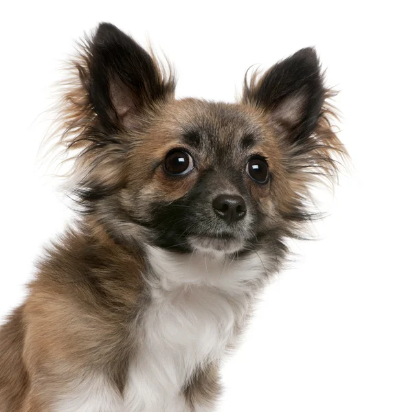 Close-up de Chihuahua, 1 ano, na frente do fundo branco — Fotografia de Stock