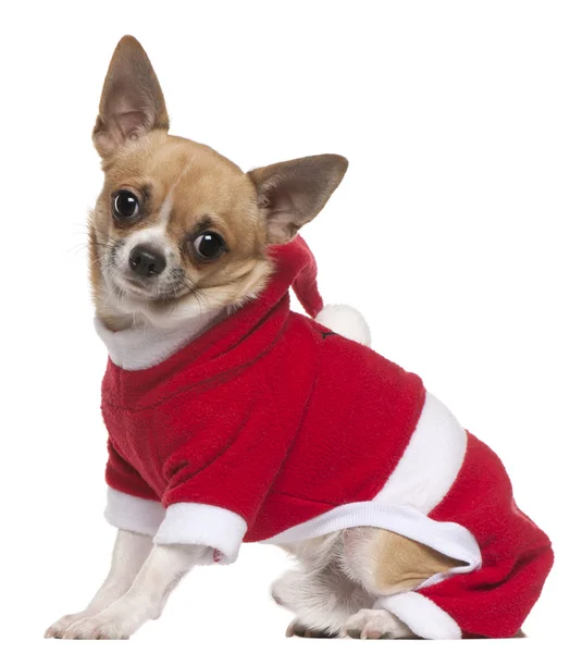Chihuahua vestida con traje de Santa Claus, 11 meses, sentada frente al fondo blanco —  Fotos de Stock