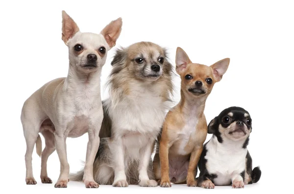 Quatro Chihuahuas na frente do fundo branco — Fotografia de Stock