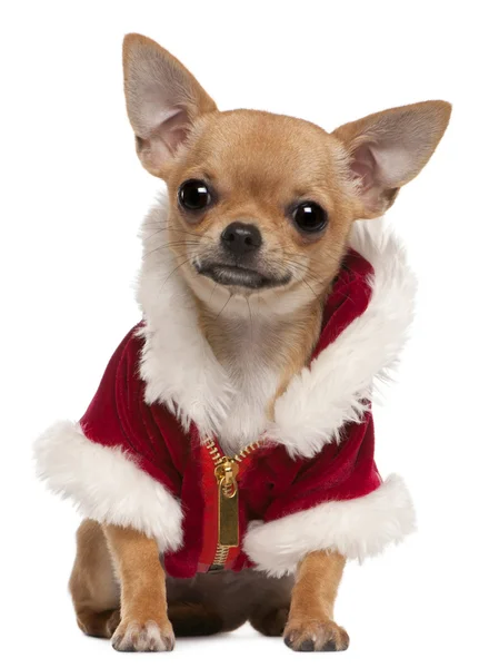 Chihuahua pup dragen santa vacht, 6 maanden oud, zit op witte achtergrond — Stockfoto