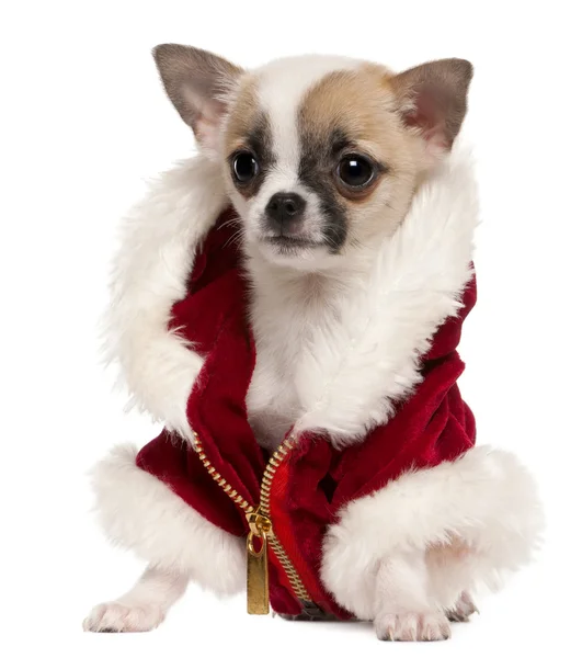 Chihuahua cachorro con abrigo de Santa, 3 meses de edad, sentado delante de fondo blanco —  Fotos de Stock