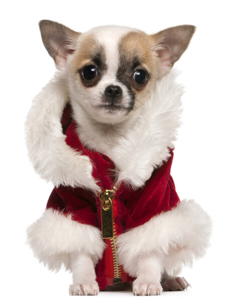 Chihuahua puppy wearing Santa coat, 3 months old, sitting in front of white background