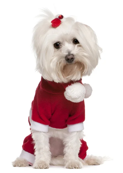 Maltese wearing Santa outfit, 4 years old, sitting in front of white background — Stock Photo, Image