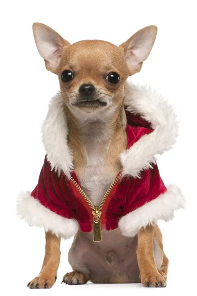 Chihuahua cachorro vestindo casaco de Papai Noel, 6 meses, sentado na frente do fundo branco — Fotografia de Stock