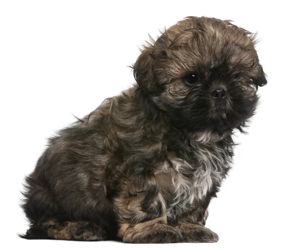Shih Tzu puppy, 8 weeks old, sitting in front of white background — Stock Photo, Image