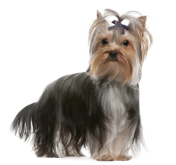 Yorkshire Terrier with hairbow, 13 months old, standing in front of white background — Stock Photo, Image