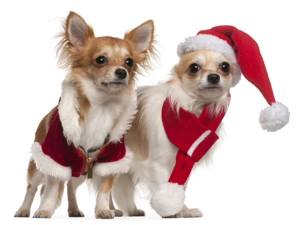 Chihuahuas vestidos con trajes de Papá Noel para Navidad delante de fondo blanco — Foto de Stock