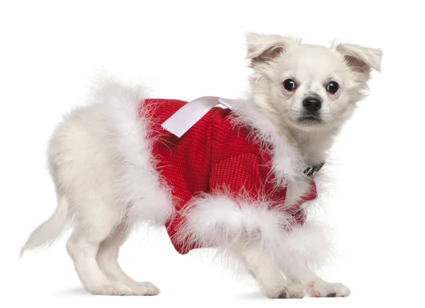 Chihuahua em camisola vermelha, 17 meses, de pé em frente ao fundo branco — Fotografia de Stock