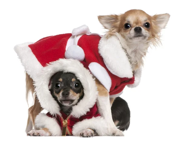 Chihuahua vestiti in abiti da Babbo Natale davanti a sfondo bianco — Foto Stock
