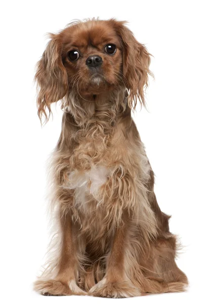 Cavalier King Charles Spaniel, 18 months old, sitting in front of white background — Stock Photo, Image