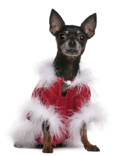 Chihuahua in rode trui met bont, 7 jaar oud, zit op witte achtergrond — Stockfoto