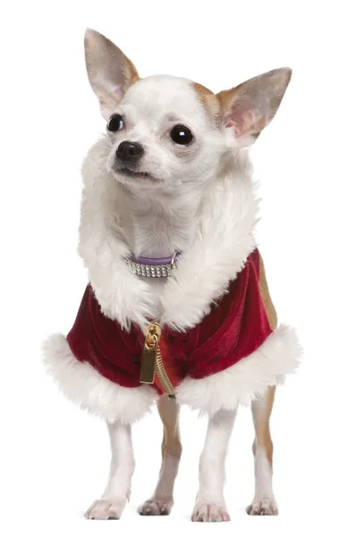 Chihuahua vestindo casaco de Papai Noel e colarinho, 8 meses, de pé na frente do fundo branco — Fotografia de Stock