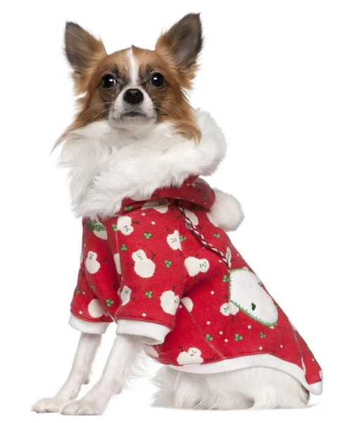 Chihuahua giyim kış kıyafeti, 2 yıl yaşlı, önünde oturan arka plan beyaz. — Stok fotoğraf